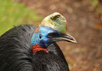Contoh Flora dan Fauna Tipe Australis di Indonesia