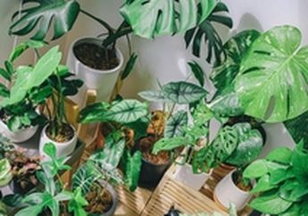 Muncul Bercak Cokelat di Tanaman Monstera? Ini Penyebab dan Cara Merawatan yang Tepat