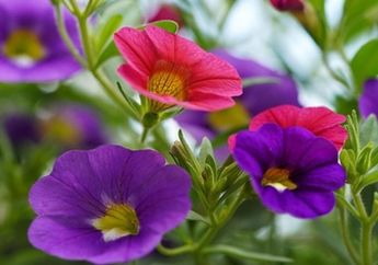 Butuh Banyak Sinar Matahari, Ini 5 Bunga Cantik yang Cocok Ditanam di Dalam Pot