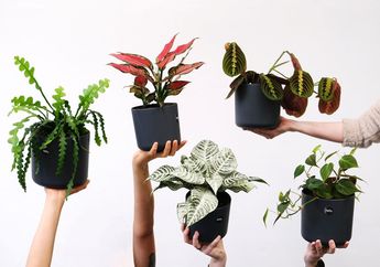 Aglonema Bisa Kerdil Akibat 4 Kesalahan Ini Masih Dilakukan, Apa Saja, ya?