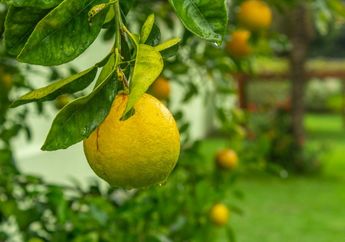 Hormon Apakah yang Memengaruhi Proses Pematangan Buah pada Tumbuhan?