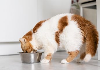 Jangan Sembarangan Beri Makan, Ini Waktu dan Jumlah Makanan untuk Kucing di Rumah