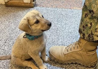 Setelah Mengembara, Akhirnya Anjing Liar Diselamatkan oleh Seorang Pahlawan