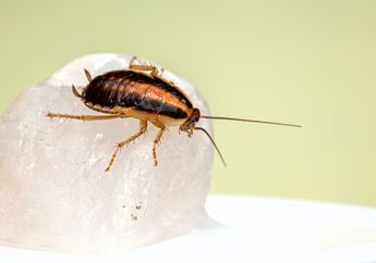 Penjelasan Organ Pernapasan Kecoak: Spirakel dan Trakea