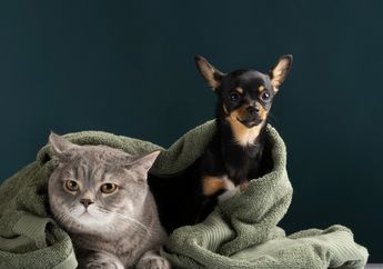 Sama-Sama Jadi Hewan Peliharaan, Mengapa Anjing dan Kucing Sulit Akur?