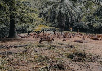 Metode Pelestarian Flora dan Fauna, Materi Geografi Kelas 11 Kurikulum Merdeka