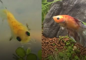 Unik dan Bikin Haru, Ikan Cupang Ini 'Tersenyum' dan Berubah Warna pada Penyelamatnya
