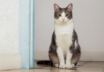 7 Hal yang Sangat Dibenci Kucing Peliharaan, Mulai dari Makanan Basi Hingga Digendong Seperti Bayi