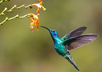 Apakah Ada Burung yang Bisa Terbang Mundur?