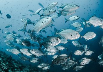 Daftar Ikan yang Dilindungi di Indonesia