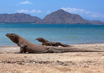 Apakah Komodo Berbisa?
