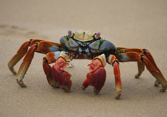 Seberapa Kuat Capitan Kepiting?