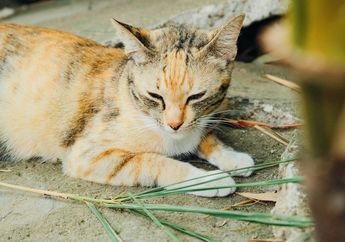 Bulu Kucing Peliharaanmu Berubah Warna? Ini 6 Hal yang Bisa Jadi Penyebabnya