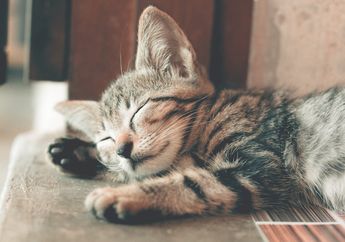 Mengapa Kucing Sering Tidur?