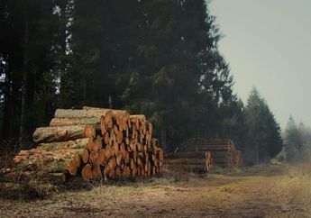 Cari Jawaban Kelas 4 SD Tema 3, Penjelasan Penyebab dan Dampak Hutan Gundul