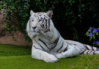Dari Mana Asal Warna Harimau Putih?