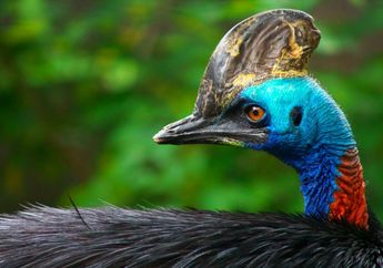 5 Fakta Menarik Kasuari, Burung Khas Papua yang Tidak Bisa Terbang