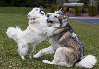 Jangan Langsung Adopsi, Ini Cara Memilih Ras Anjing yang Tepat untuk Dipelihara