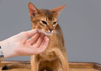 Tidak Hanya Anjing, Kucing Juga Bisa Dilatih jadi Hewan Penurut, Ini Caranya