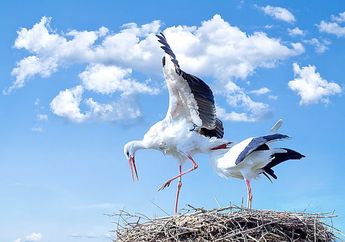 Benarkah Burung Bangau Tidak Bisa Bersuara?