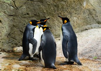 7 Jenis Burung yang Tidak Bisa Terbang Meski Memiliki Sayap, Salah Satunya Penguin
