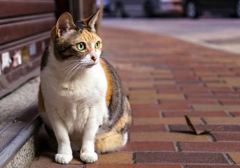 Baru Tahu! Ternyata Ini 6 Alasan Kucing Tidak Suka Air, Salah Satunya Karena Nenek Moyang