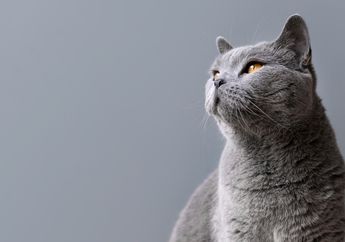 Mengenal Kucing Busok, Kucing Asli Pulau Madura yang Telah Diakui Dunia Internasional