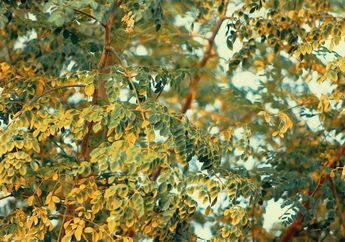 Disebut 'Miracle Tree', Ternyata Ini 5 Manfaat Daun Kelor