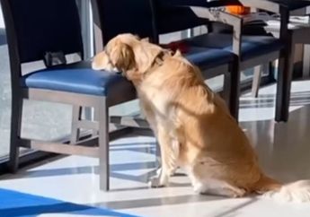 Bikin Gemas, Anjing Ini Menemukan Caranya Menghibur Diri saat Menunggu Dokter Hewan