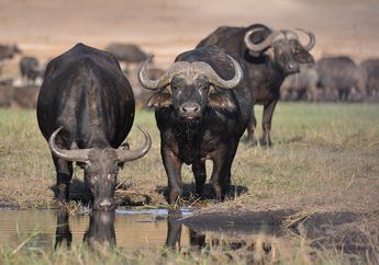 Berbeda dengan Lembu, Ini 5 Fakta Unik Banteng yang Punya Tanduk Kuat