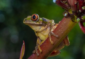 Seberapa Tinggi Katak Melompat?