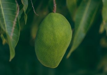 Benarkah Musim Panen Mangga Bisa Berubah?
