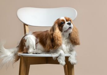 5 Trik Memelihara Anjing Bagi Pemula, Perhatikan Makanan dan Kebersihan