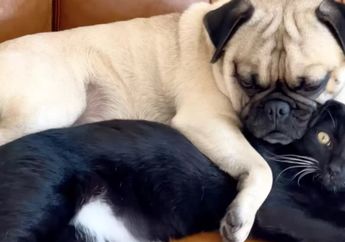 Bikin Gemas, Kucing Pemalu Ini Justru Menemukan Kenyaman dan Bersahabat dengan Seekor Anjing Pug