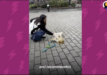 Beda dengan Anjing Lain, Pomeranian Ini Selalu Pura-Pura Pingsan saat Diajak Jalan-Jalan, Ini Kisahnya