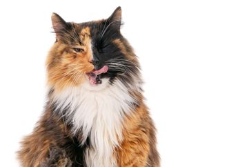 Jangan Sampai Salah, Ini Penyebab Mata Kucing Berair dan Cara Mengatasinya