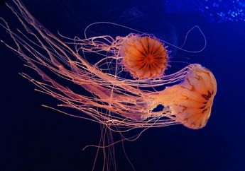 Tinggal di Air, Apakah Ubur-Ubur Termasuk Ikan?