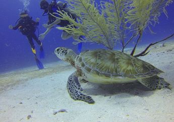 Apa Peran Penyu di Laut?