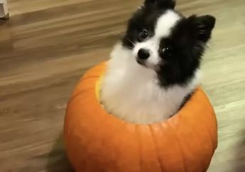 Bikin Gemas, Anjing Kecil Ini Melompat ke Labu dan Memutuskan untuk Tinggal di Dalamnya