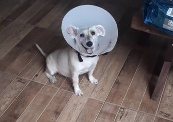 Bikin Terharu, Anjing Ini Akhirnya Bisa Lihat Pemiliknya setelah Operasi Mata