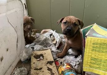 Sedih, Anjing-Anjing Ini Terjebak di Rumah Kosong Menunggu Datangnya Penyelamat, Ini Kisahnya