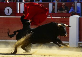 Selalu Marah dan Menyerang, Benarkah Banteng Tidak Menyukai Warna Merah? #AkuBacaAkuTahu