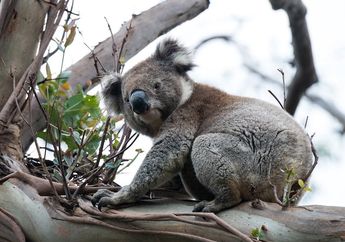 Apakah Koala Termasuk Jenis Beruang?