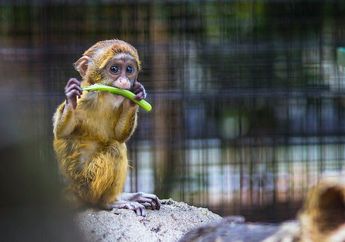 Benarkah Monyet Hanya Makan Pisang?