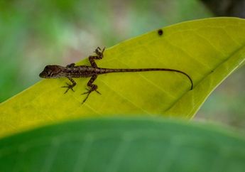 19 Contoh Hewan Ovovivipar (Bertelur dan Melahirkan)