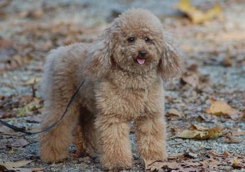 Punya Bulu Menggemaskan, Ini 4 Hal yang Perlu Diperhatikan Sebelum Memelihara Poodle