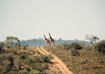 Karakteristik Benua Afrika