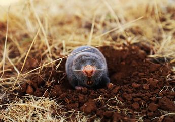 Benarkah Tikus Tanah Bisa Menggali Sepanjang 92 Meter dalam Satu Malam?