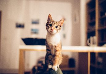 Benarkah Telinga Kucing Bisa Berputar 180 Derajat?