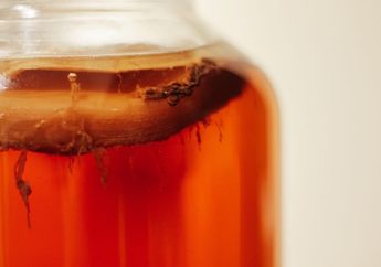 Biasa Dimasukkan di Larutan Teh, Apa Itu Scoby?